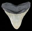 Megalodon Tooth - North Carolina #59186-2